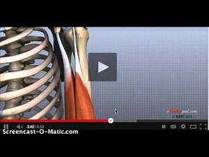 Hombro-anatomìa funcional