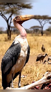 Conocías al jabiru #fblifestyle | Mundo Curioso