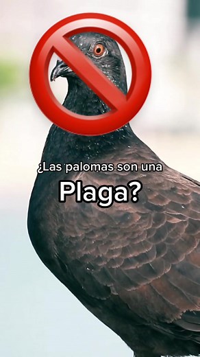 ¿Son una plaga las palomas? Te contamos algo que no sabías sobre ellas. #MIP #Palomas #Plagas #Cuidado #AlgoQueNoSabias #Curiosidades