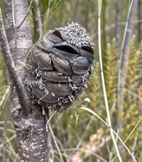Woman spots what she thinks is a Happy Bird while alone in the woods. Then suddenly realizes her mistake 😮 See more below👇 | The Animal Atlas