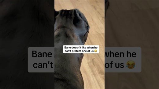 Dog hates when mom has to go on a journey to the mailbox