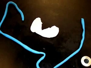 Honors Biology Cell Division Project | biology experiments for class 9, | science activities