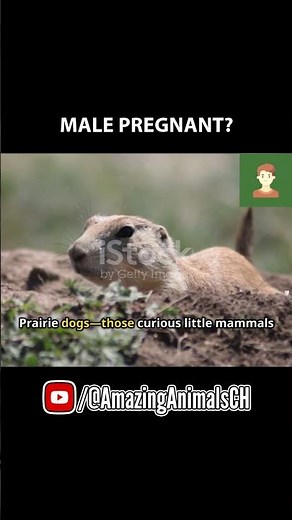 Prairie Dogs Have Dialects? Their Alarm Calls Sound Like a Secret Language