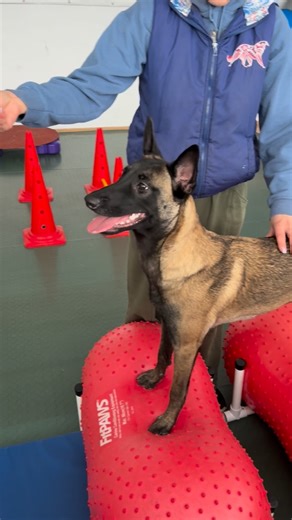 Martina Gajdošová on Instagram: "Moje nadupané šteniatko na fitness tréningu 🥰 @salonrsdc ďakujem! ❤️ Pyra sa učí základy fitness a prácu s iným človekom, aby to bol ďalší fantastický malinois v našej partičke! 🫶 #malinois #dogfitness #slovakia"