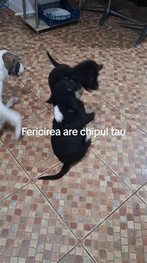 pana acum cei 4 puiuti ne-au costat: -3 cutii lapte praf Brit 150 lei/ cutie ( am prins la 50% reducere ca expira in ianuarie) -4 saci Royal canin mother&baby de 4 kg a cate 139 lei/ sac - 1 sac de 8 kg la 250 lei -1 sac Starter royal -200 lei ( reducere 50% termen scurt de valab) -aleze 300 lei, - vaccin 1 si rapel 640 lei - sampon special antiparazitar 120 lei de la Virbac, nu mai pun deparazitare int si externa. Calculati voi ca pe mine ma bufneste rasul🙈 Am dat deja 2 cu cate 1 leu fiecare 