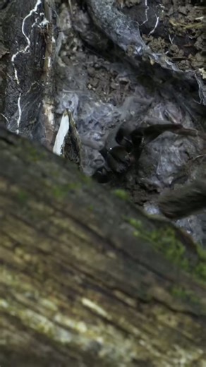 Largest spider in Australia #science #animals #education