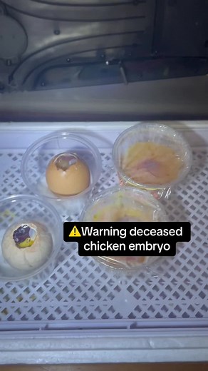 Sad Update on Incubated Eggs Experiment - Chickens, Hatching Eggs, and More!