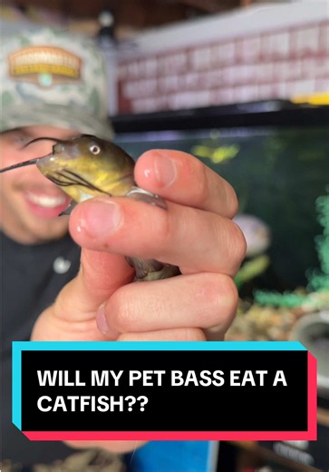 WILL MY PET BASS EAT A CATFISH??? #gusthebass | Gus The Bass