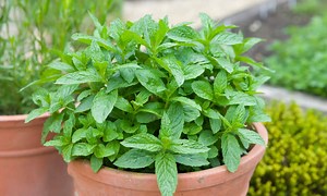 11 Reasons Your Mint Plant Keeps Dying (and How to Revive It)