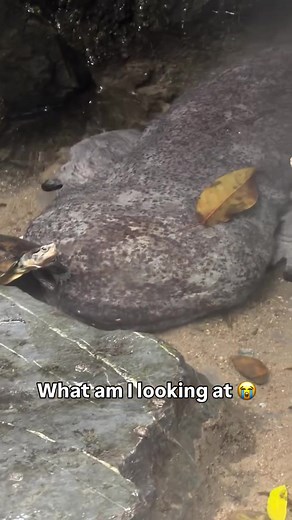 Strange Hellbender Salamander Found in China