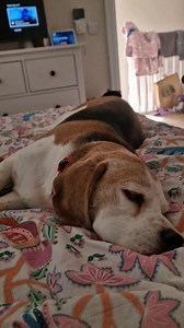 127K views · 3K reactions | Funny Facts About Beagles #2  #beaglefacts #funnydogs #dogreel #beaglelife #beagle | Charlie the beagle and Laura Olivia | Facebook