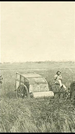 Human vs bird 😱 #fact #ai #viral