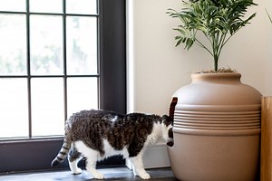 Where to Put the Cat Litter Box