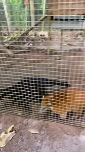 Hoy realice una pequeña visita a la Reserva @laperlawildlife...