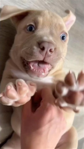 Cute puppy went viral on the internet #cute-pets #dog #dog