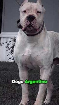 Top 5 Most Fearless Dog Breeds in the World