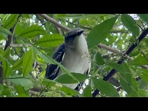 Yearling Florida Mockingbird Goes Hard 🎶💯 Beautiful Songs