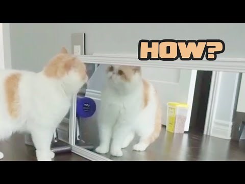 Cat Mirror Test | How Do Cats React?