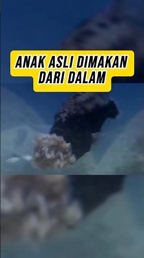 Ikan Cuckoo Tanganyika | Cuckoo Catfish Brood Parasitism!!!