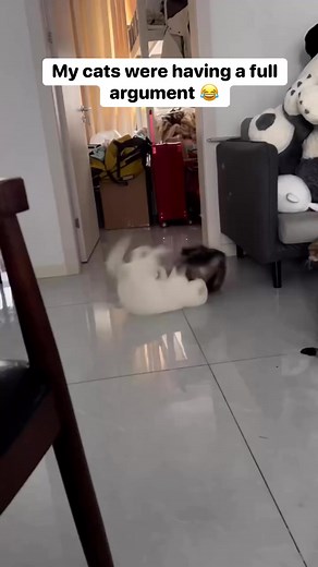 The Amazing World of Cats: Prepare to Be Amazed"* *#catsofinstagram* 2. *#catlovers* 3. *#catvideos* 4. *#funnycats* 5. *#cutecats* #pets 6. *#kittylove* 7. *#catmemes* 8. *#felinefun* 9. *#catphotography* *#cats_of_instagram* #cat #cats #australia Wat | Pet life 8