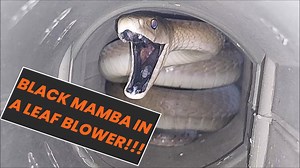 Back in May this year, I was called to look for what sounded like a Black Mamba, in a shed, in Westville. The shed was pretty neat, so I thought I should find it pretty quickly. But as the minutes passed by, I was thinking this was either a really small snake, or it had somehow managed to get out. Well, as you will see, I was wrong. The description of a massive, 2m - dark snake was pretty accurate. Never found a mamba in one of these before! Snakes really do end up in the strangest of places. To