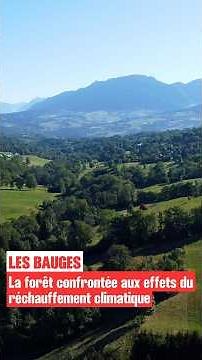 🌲 In the Bauges, the forest is already feeling the effects of climate change