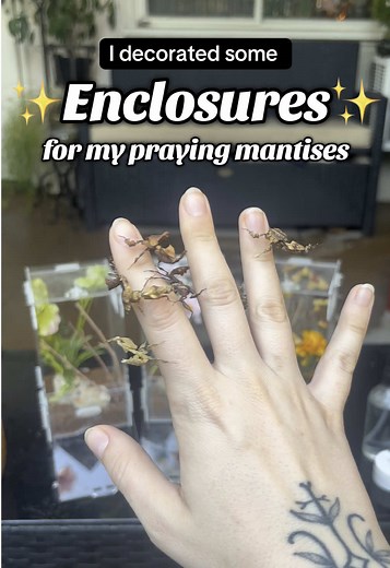 Praying Mantis Enclosures: Fun Ideas for Pet Owners