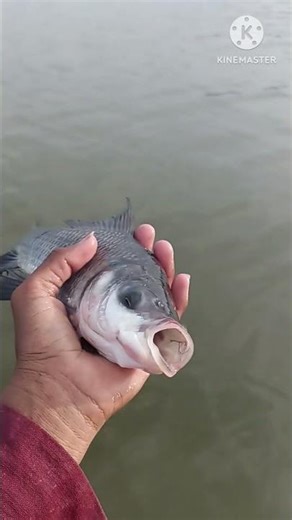 Long—Distance Casting Technique with a Sliding Pole! 🐟