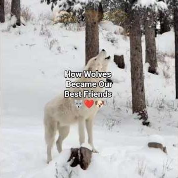 How Wolves Became Our Best Friends 🐺❤️🐶