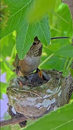 High in the Tree Allen’s Hummingbird Mom April Feeds Her Two Chicks🐣 #babyhummingbirds #nest #birds