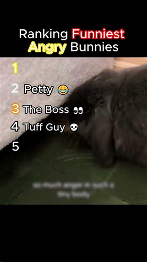 Top 5 Funniest Angry Bunnies 😡🐰