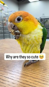 Meet our White-Bellied Caiques 🦜✨ Curious, confident, and always on the move—they always keep us smiling. In this video, we’re offering treats (top choice is walnuts). Treats are a simple way to reinforce calm, positive moments and help build comfort with people—always on the bird’s terms. And yes… you might spot a very large container of ear plugs in the background. Feel free to grab a pair when you come in 🤣 If you want to see a caique up close, come visit us at Parrot Stars in Arlington Hei