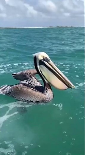A BROWN PELICAN plunges, expertly snatching a hefty a fish in its expansive pouch