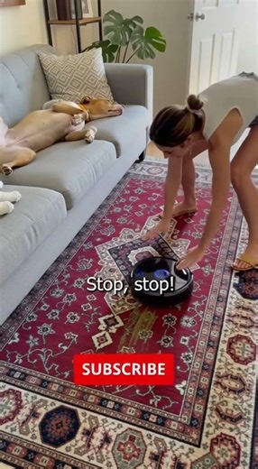 Never Leave Your Robot Vacuum Alone 🤖