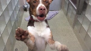 New leash on life! Displaced dogs from S.C. flooding need loving homes