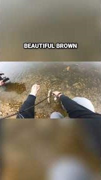 Epic Brown Trout Catch From Shore #troutfishing