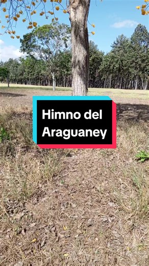 Himno del Araguaney: El Árbol Nacional de Venezuela