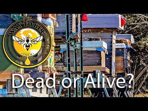 Are the Honey Bees Alive or Dead, The Way To Bee Update, Top-Bar, Layens, Hive 44 visited.