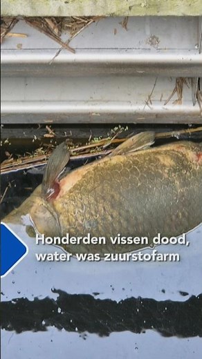 Honderden dode vissen door zuurstoftekort | #shorts