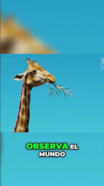 Jirafas secretos de su evolución y supervivencia únicos #sabiasque #animales #naturaleza
