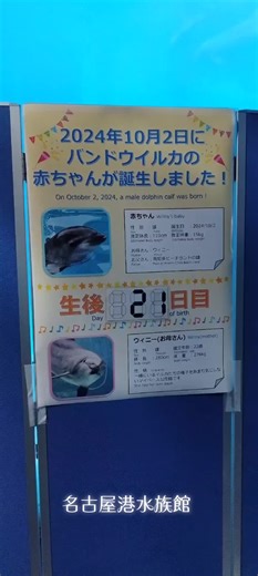 名古屋港水族館 イルカの誕生 生後21日 2024年10月23日 #名古屋港水族館 #イルカ #イルカの赤ちゃん #水族館好き #水族館へ行こう #睡眠導入 #癒し動画 #いやし #水族館