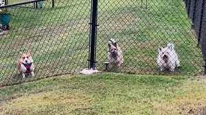 Live look at Saturday when the neighbor dog comes out and the grand dog joins our dogs … | Spencer Adkins Weather (TV Meteorologist)