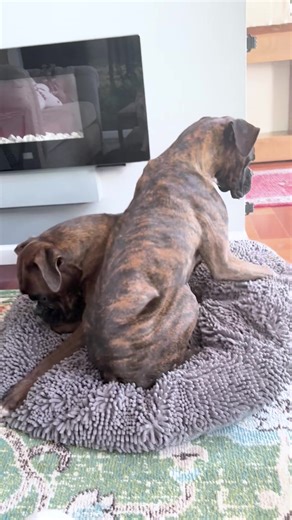 💤 Designed for Ultimate Comfort and Support for your Pets 💤 The All-New Cloud K9 Dog Bed Gives Your Pets the Comfort they Deserve After a Long Day of Tail-Chasing! Available in Sizes Up to Large! Claim Your 70% OFF Today! | Muddy Mat