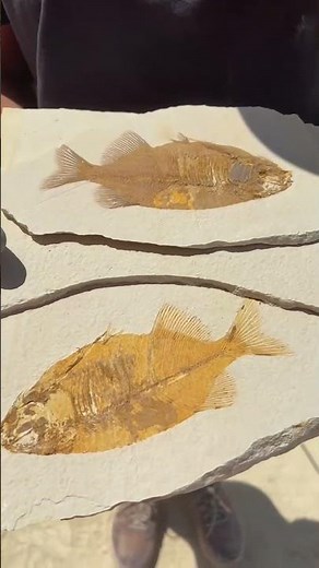 Perfect Split On Phareodus Fossil Fish - Fossil Lake Safari - Kemmerer, Wyoming