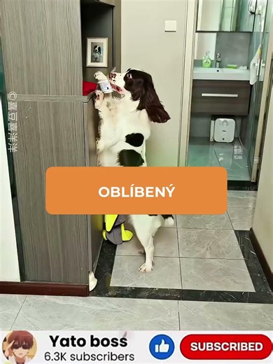 Velmi chytrý pes #shorts #zajimavosti