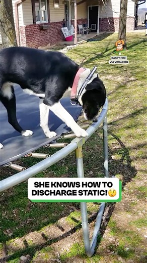 26K views · 524 reactions | This dog understands electricity ⚡️ | Fluffy Animals | Facebook