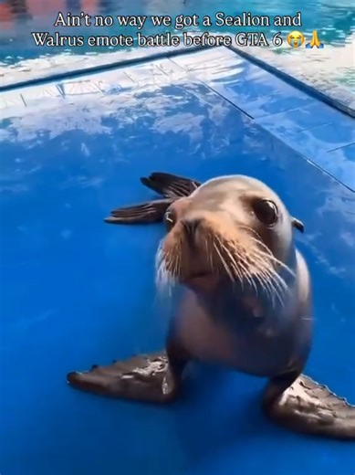 Discovering Sea Lions: Intelligent and Agile Marine Mammals