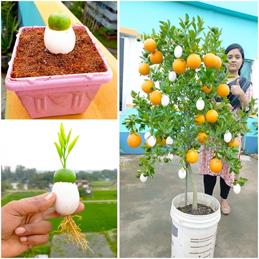 1.2M views · 6.9K reactions | Surprisingly result out || How to grow egg at orange plant || Tips & tricks in this video #fblifestyle | Dian Creative | Facebook