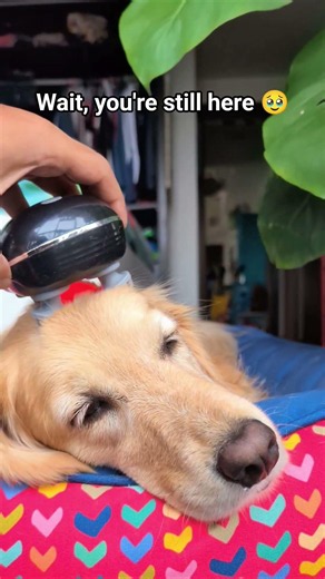 WHY IS PUPPY SCARED?! 🥹 #dog #dogs #dogshorts #shorts #goldenretriever #cutedog #puppylove