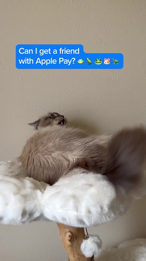 Commissioned by #ApplePay. It’s time for a delicious new friend for @Nimbus ☁️, so it’s off to the pet store. #PayTheAppleWay